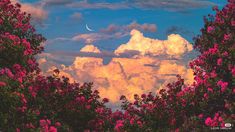 pink flowers and clouds in the sky with a half moon visible through some trees on a sunny day