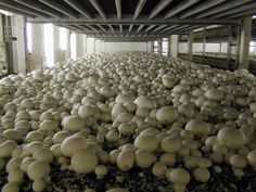 a large room filled with lots of white mushrooms