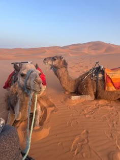 two camels are sitting in the desert