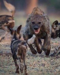 two hyenas chasing each other in the wild while another dog runs behind them