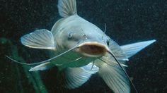 a fish with its mouth open and it's tongue hanging out in the water