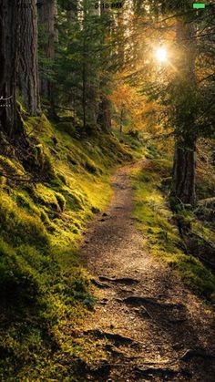 the sun shines brightly through the trees on this path in the forest, with mossy ground