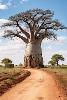 a large bao tree on the side of a dirt road