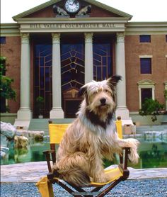 a dog is sitting in a chair with a clock on the building behind him and it's front lawn