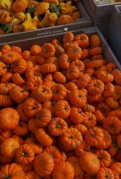 several boxes filled with lots of orange pumpkins