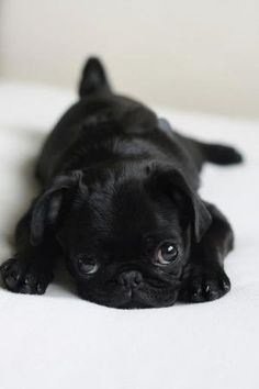 a small black dog laying on top of a bed