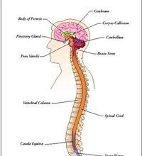 the anatomy of the head and neck, with labels on each part of the brain