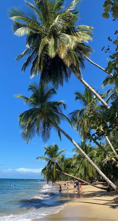 palm trees line the beach as people walk on the sand and in the water near the ocean