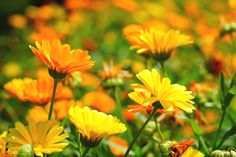 yellow and orange flowers are growing in the grass