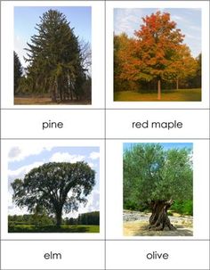 four different types of trees are shown in this card with the names and pictures below