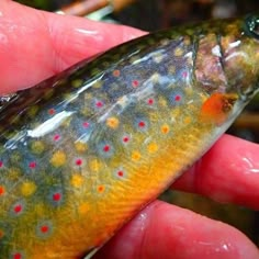 a fish that is sitting in the palm of someone's hand