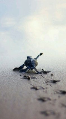 a baby turtle crawling out of the sand