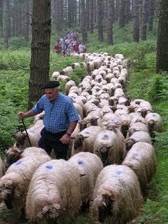 a man is herding sheep through the woods