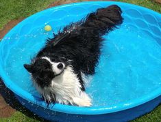 a black and white dog in a blue pool