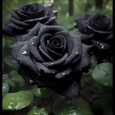 three black roses with water droplets on them