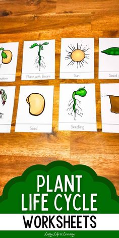 printable plant life cycle worksheets for kids to learn about the parts of plants