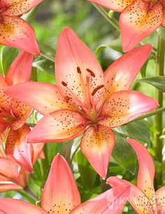 orange lilies are blooming in the garden