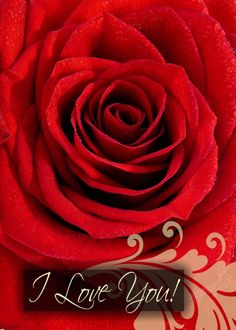 Water Drops on Red Rose w/Swirl Romantic Anniversary Card Rose Valentine, Roses Valentine, Romantic Anniversary, Creative Invitations, Card Anniversary, Beautiful Red Roses, Birthday Card Design, Red Rose Flower, Mediterranean Garden