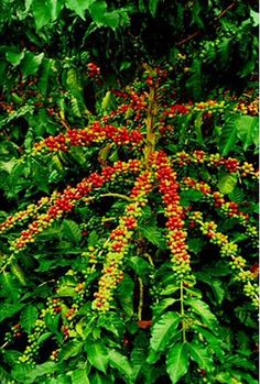 red and yellow berries are growing on the tree