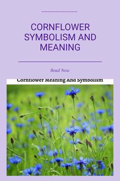 the cover of cornflower symbolism and meaning, with blue flowers in the foreground