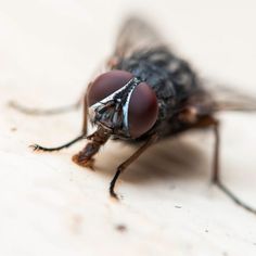 a fly sitting on top of a white surface