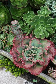 an assortment of succulents and plants in a garden