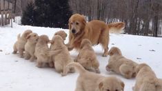 a group of puppies playing in the snow with a large brown dog behind them