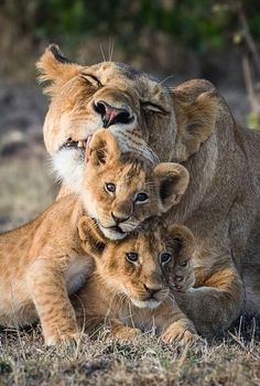 two young lions playing with each other in the grass and dirt, while another lion looks on