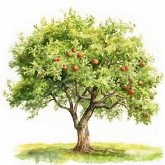 an apple tree with green leaves and red apples