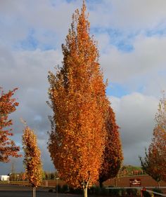 trees with orange leaves are in the parking lot next to a fire hydrant on a cloudy day