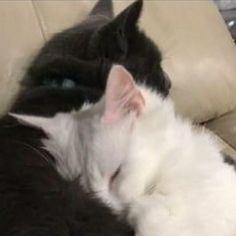 two black and white cats cuddle together on a couch with their heads touching each other