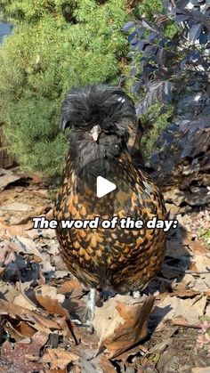 a brown and black bird standing on top of leaf covered ground next to bushes with words that read the word of the day