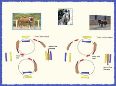 the diagram shows how different horses can be seen