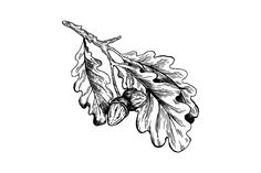 an oak leaf and acorns on a branch with leaves drawn in black ink