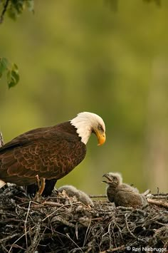 an adult bald eagle standing next to its chicks in a nest with leaves and branches