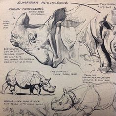 an image of rhinos and rhinoceros in various poses with their names on them