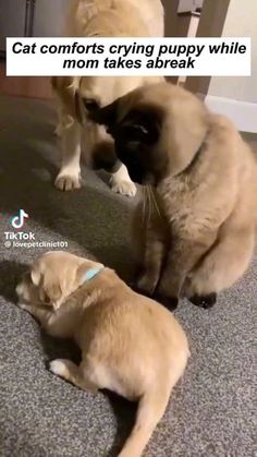 two cats are playing with each other on the floor and one cat is laying down