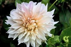 a white and pink flower surrounded by green leaves