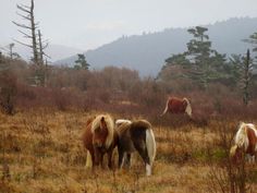 three horses are grazing in the field together