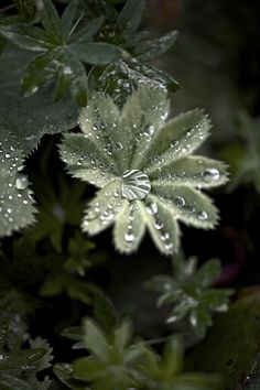 water droplets on the leaves of a plant