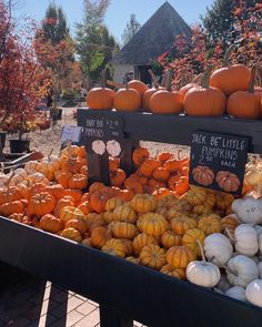 pumpkins and gourds for sale at a market