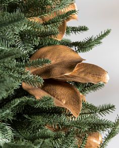 a close up of a pine tree with some gold decorations on it's branches