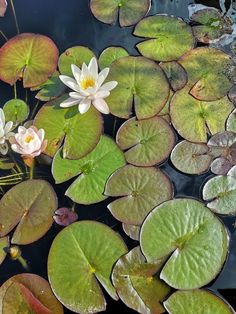 water lilies and lily pads in a pond