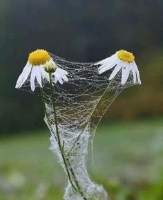 two white flowers with yellow centers in front of a spider web and the words, e elas de lase nas tenas vias vai faze