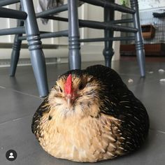 a chicken that is laying down on the floor