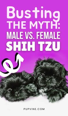 two small black dogs sitting next to each other on top of a purple and white background