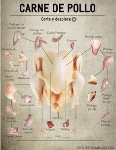 an animal's skull and its parts labeled in spanish, with caption below