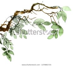 watercolor painting of branches with leaves on white background royalty illustration for design or wallpaper