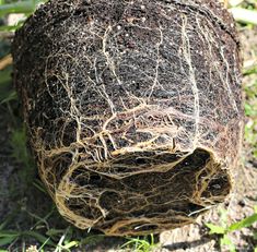 an old plant that is growing out of the ground with some dirt on top of it