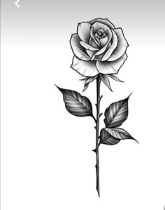 White Drawing, Black And White Drawing, Rose Tattoo, A Rose, White Rose, Tattoo Design, Tattoo Ideas, Black And White